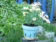 Painted Plant Pot